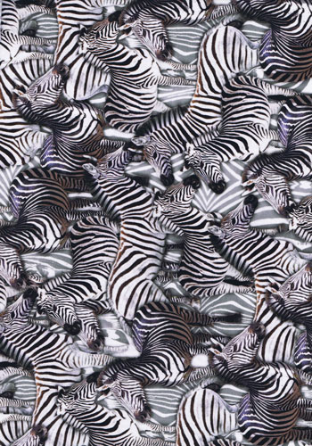 Weißer Baumwolljersey mit Zebras und grauem Print im Hintergrund
